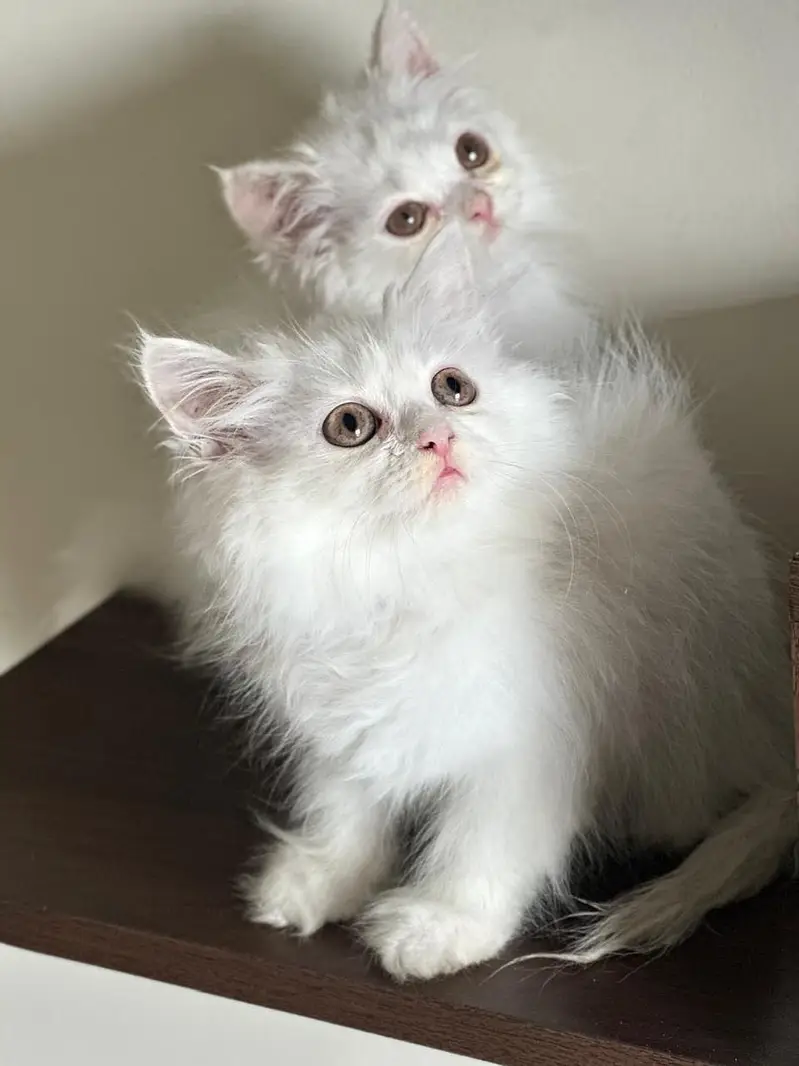 Kitten: White Persian Kitten available for Paid Adoption — photo 3