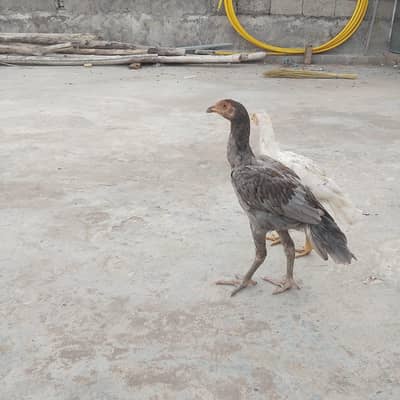 Aseel Hens
