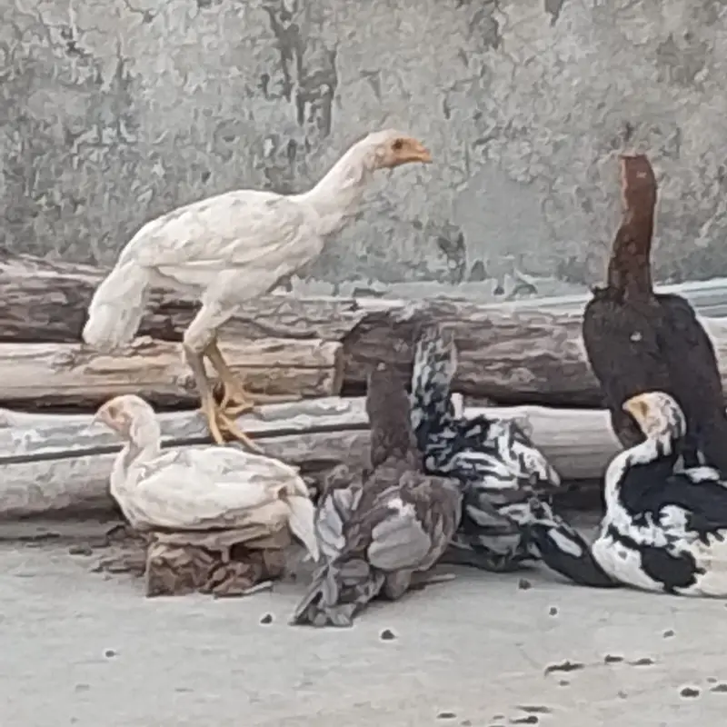 Aseel Hens — photo 3