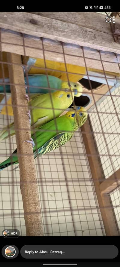 one breeding pair and one male Australian bird