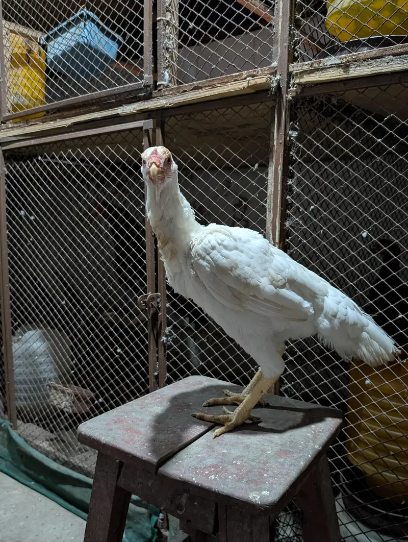 Heera Maadi — photo 2