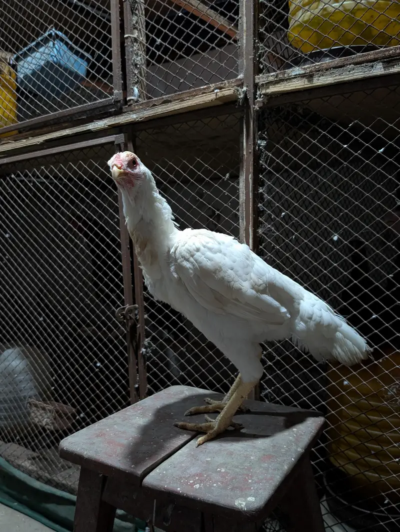 Heera Maadi — photo 3
