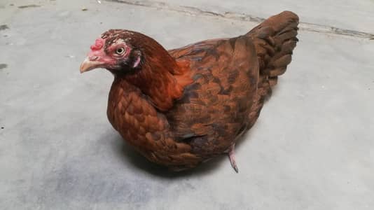 Mian wali bread aseel murghi for sale A+ quality
