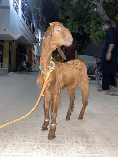Nachi bakra