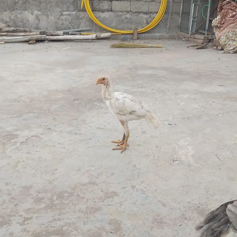 Aseel Hens — photo 4