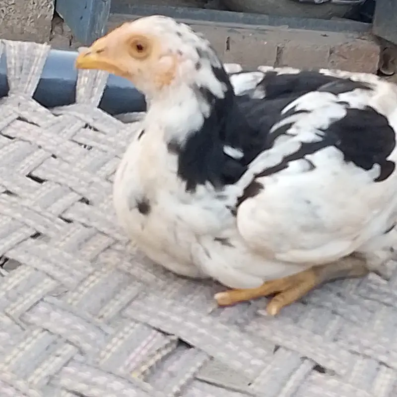 Aseel Hens — photo 5