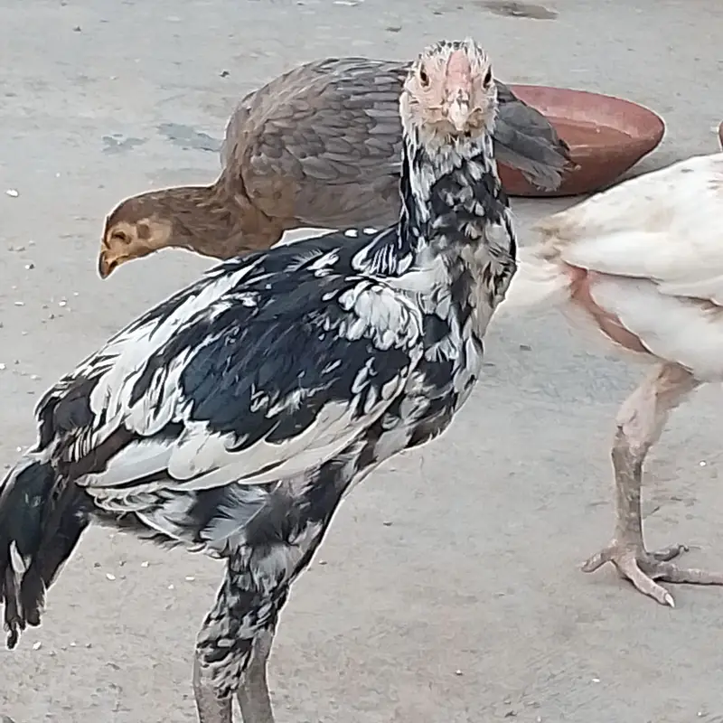 Aseel Hens — photo 6