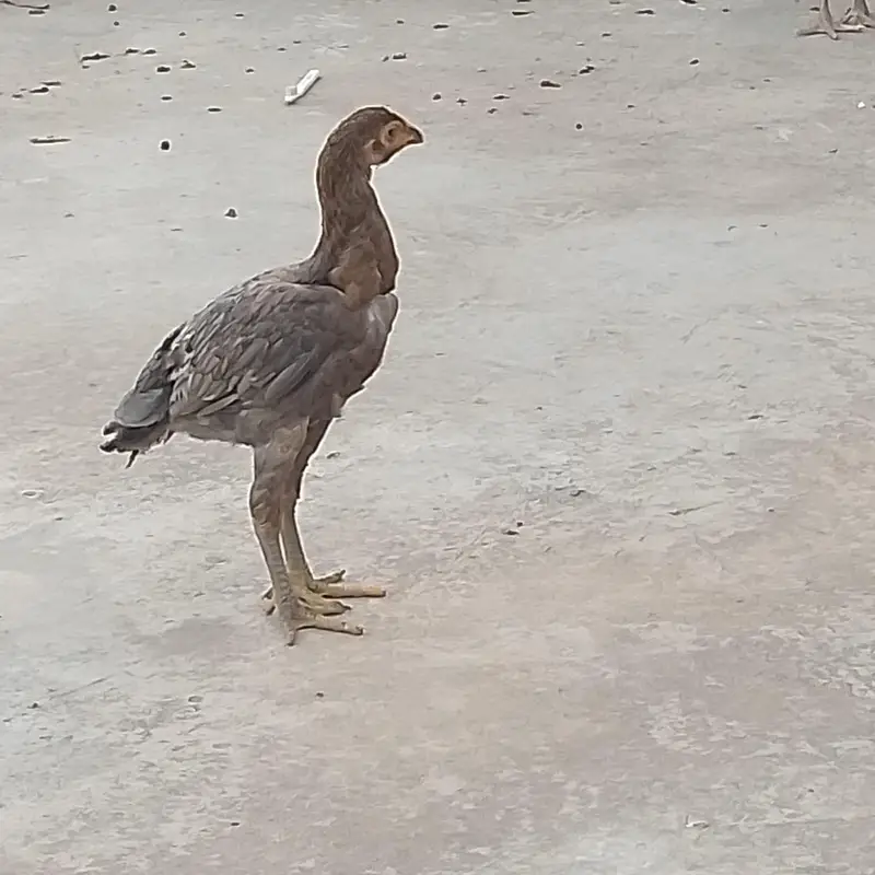 Aseel Hens — photo 7