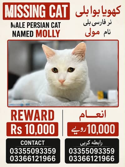 Cat lost near F block park Quaid e azam