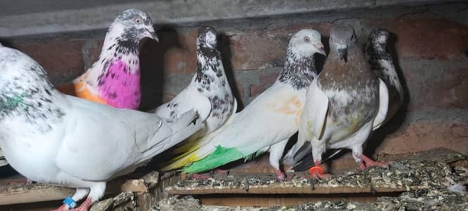 Sialkoti goldan bataery lakhy pigeons for sale.