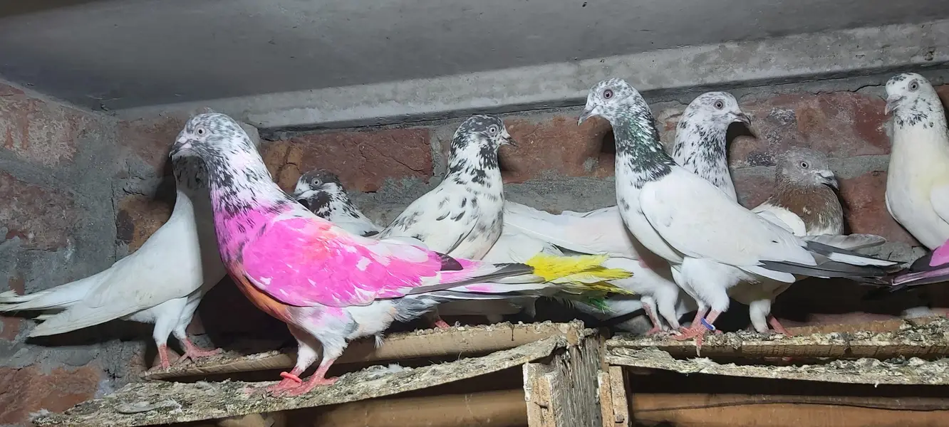 Sialkoti goldan bataery lakhy pigeons for sale. — photo 2