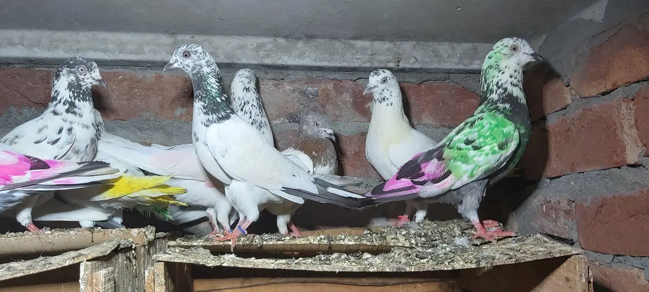 Sialkoti goldan bataery lakhy pigeons for sale. — photo 3