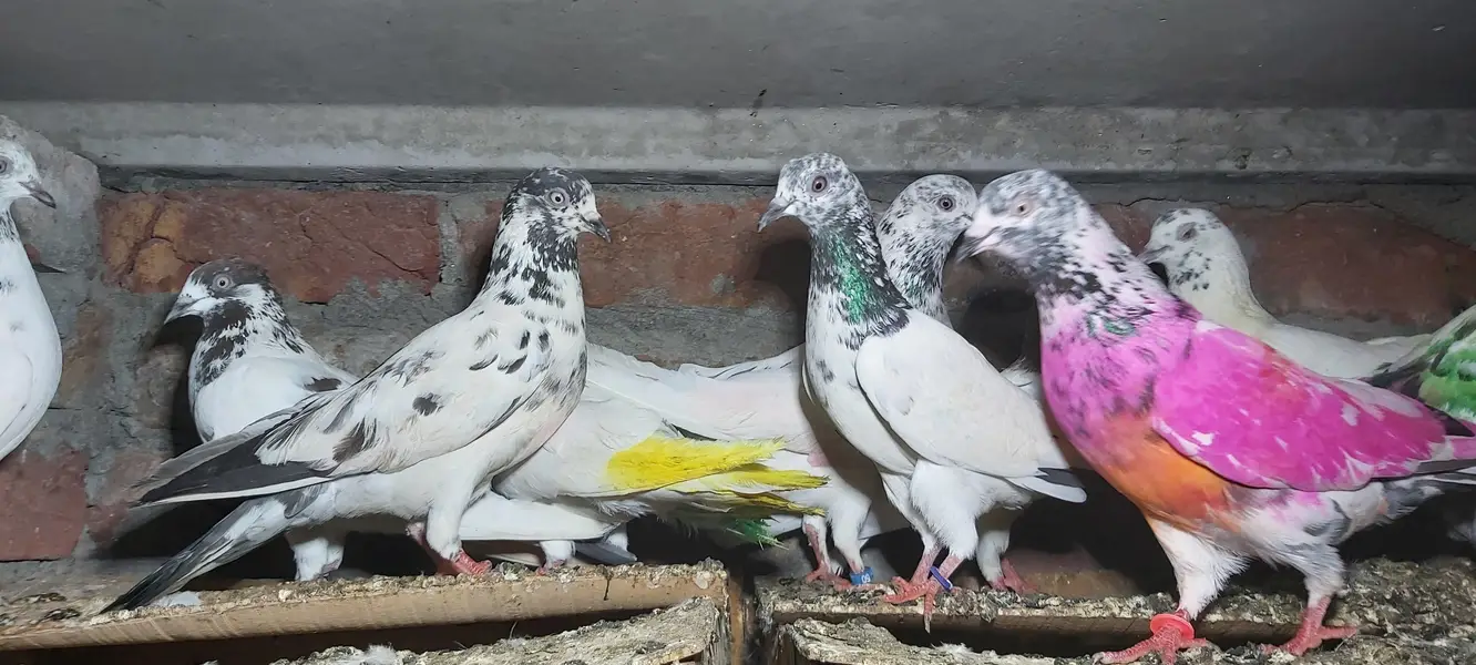 Sialkoti goldan bataery lakhy pigeons for sale. — photo 4