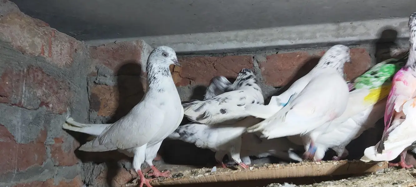 Sialkoti goldan bataery lakhy pigeons for sale. — photo 5