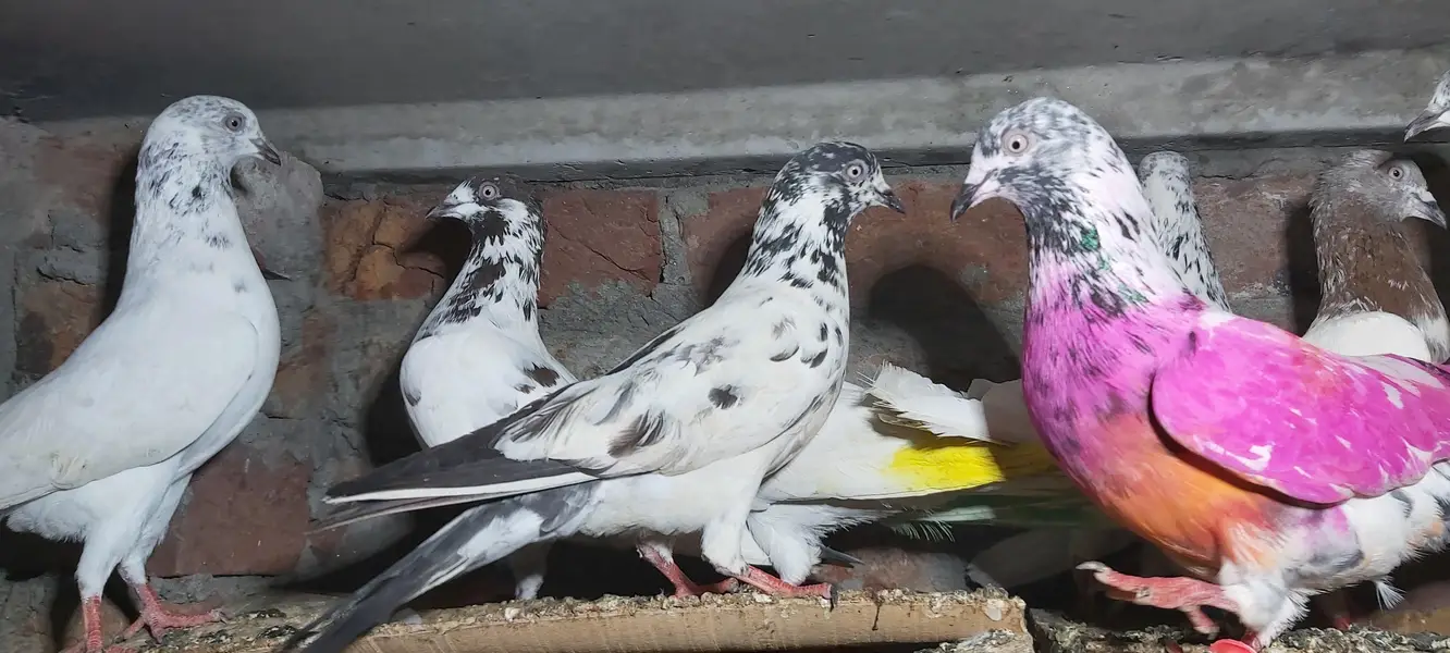 Sialkoti goldan bataery lakhy pigeons for sale. — photo 6