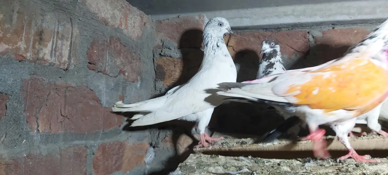 Sialkoti goldan bataery lakhy pigeons for sale. — photo 7