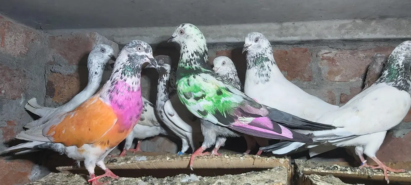 Sialkoti goldan bataery lakhy pigeons for sale. — photo 8