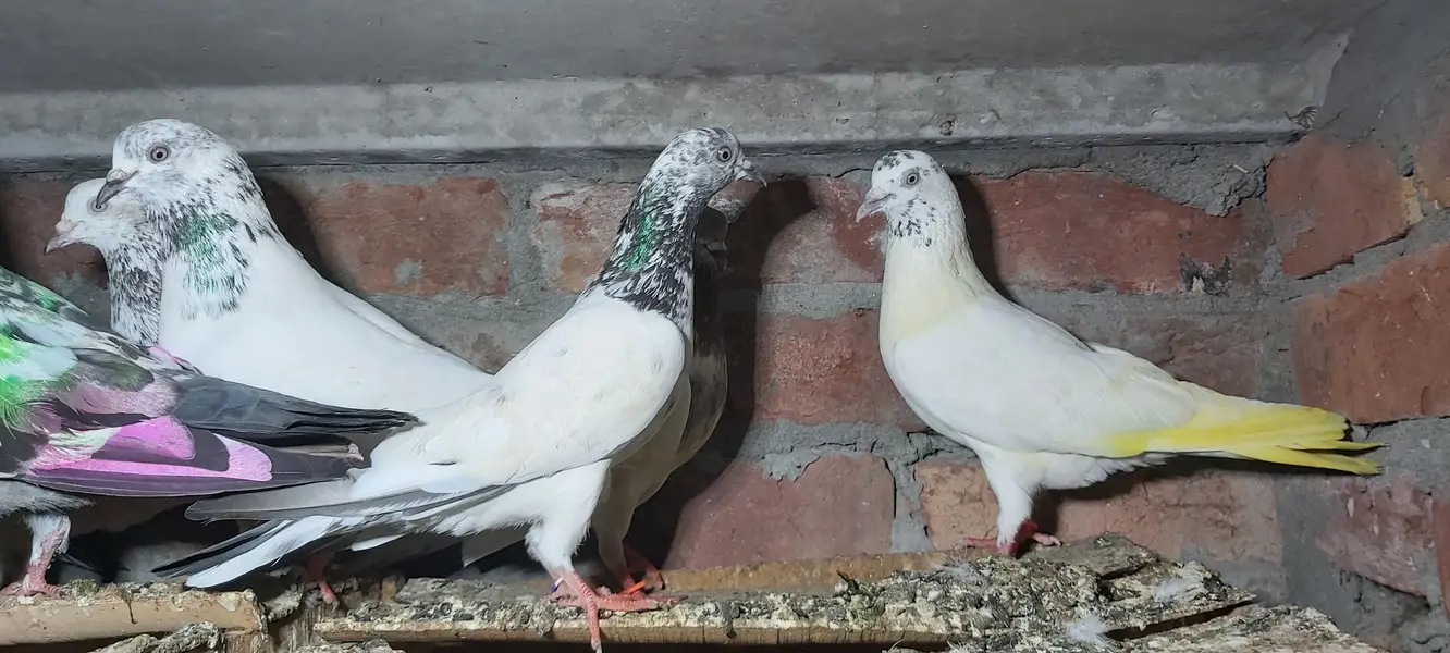 Sialkoti goldan bataery lakhy pigeons for sale. — photo 9