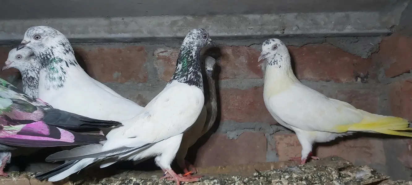 Sialkoti goldan bataery lakhy pigeons for sale. — photo 10