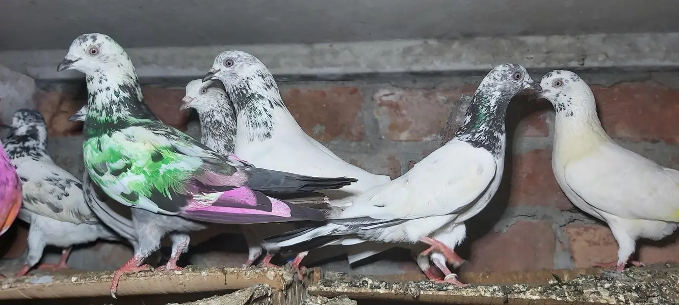 Sialkoti goldan bataery lakhy pigeons for sale. — photo 11