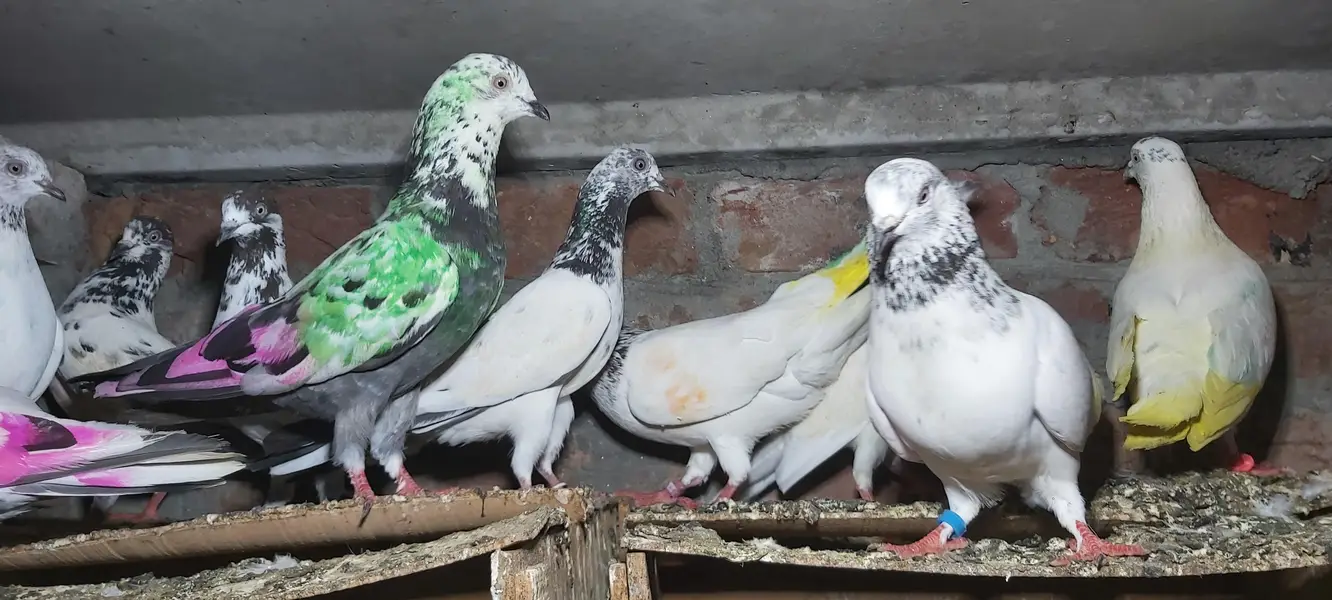 Sialkoti goldan bataery lakhy pigeons for sale. — photo 12