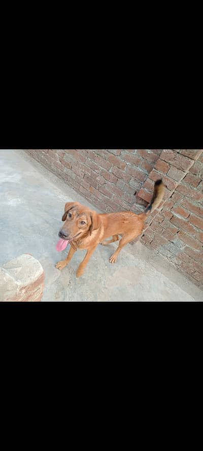 Labrador retriever