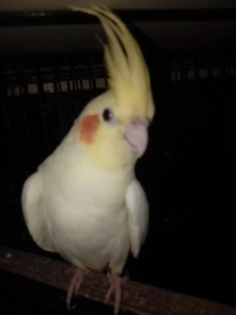 Cocktail full tame — photo 2
