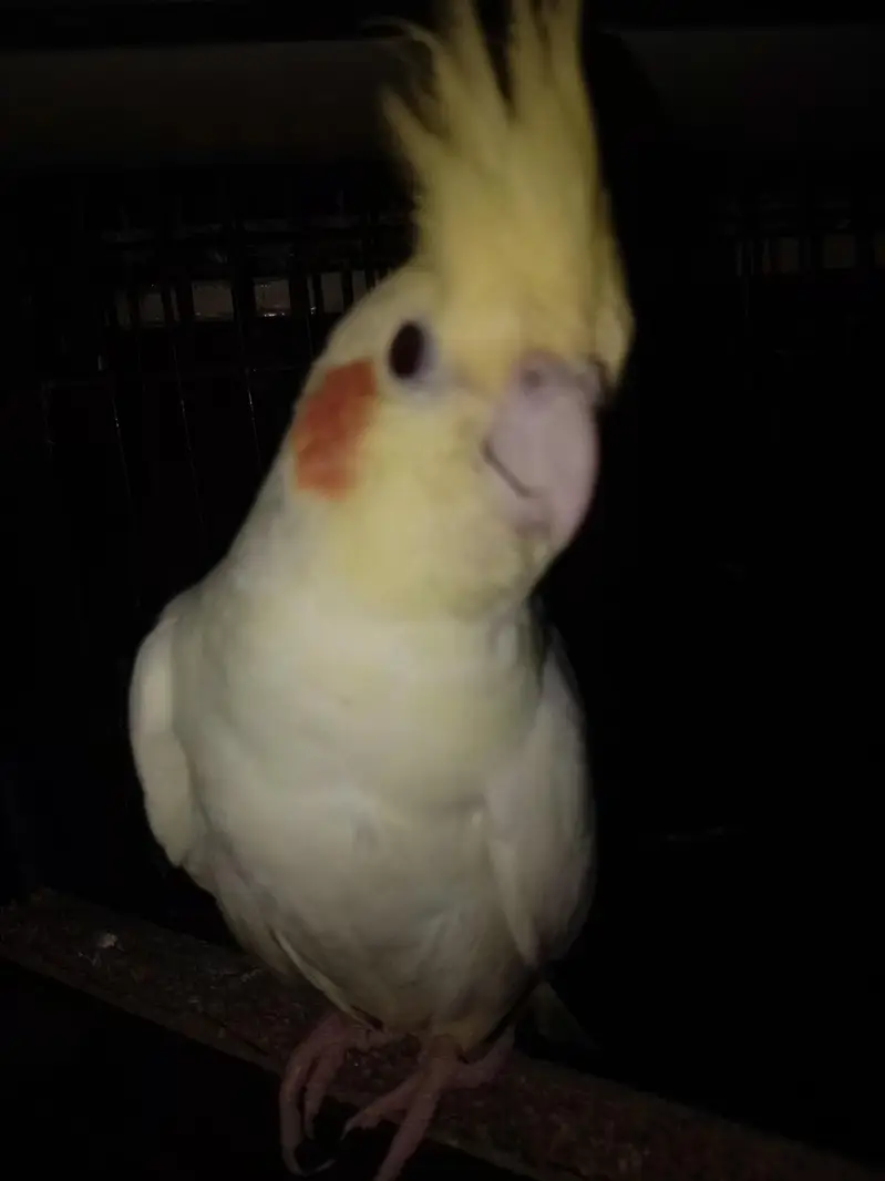 Cocktail full tame — photo 3
