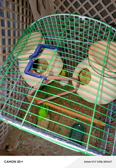 parrots pair for sell  5 parrots