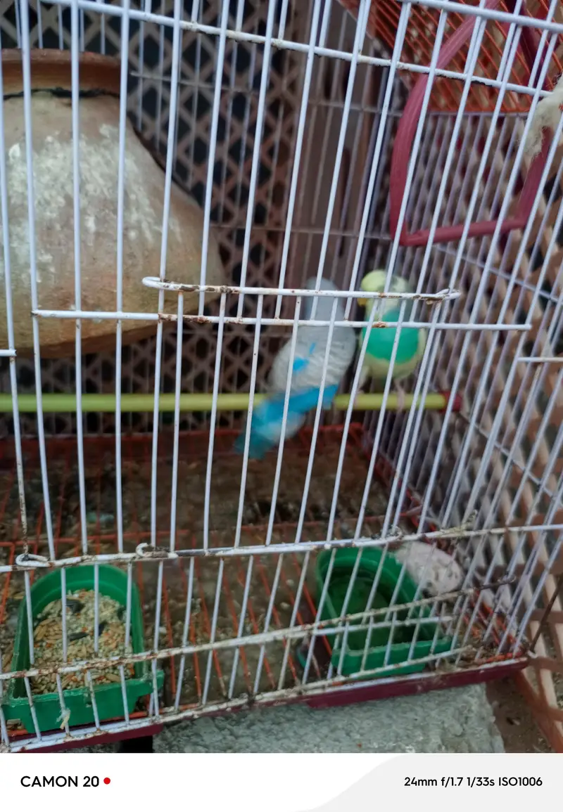 parrots pair for sell  5 parrots — photo 2