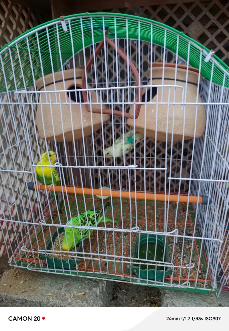 parrots pair for sell  5 parrots — photo 3