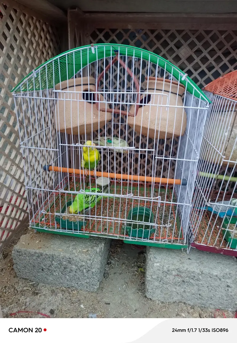 parrots pair for sell  5 parrots — photo 4