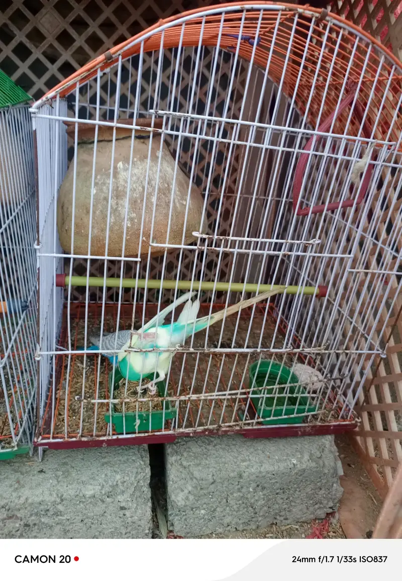 parrots pair for sell  5 parrots — photo 5