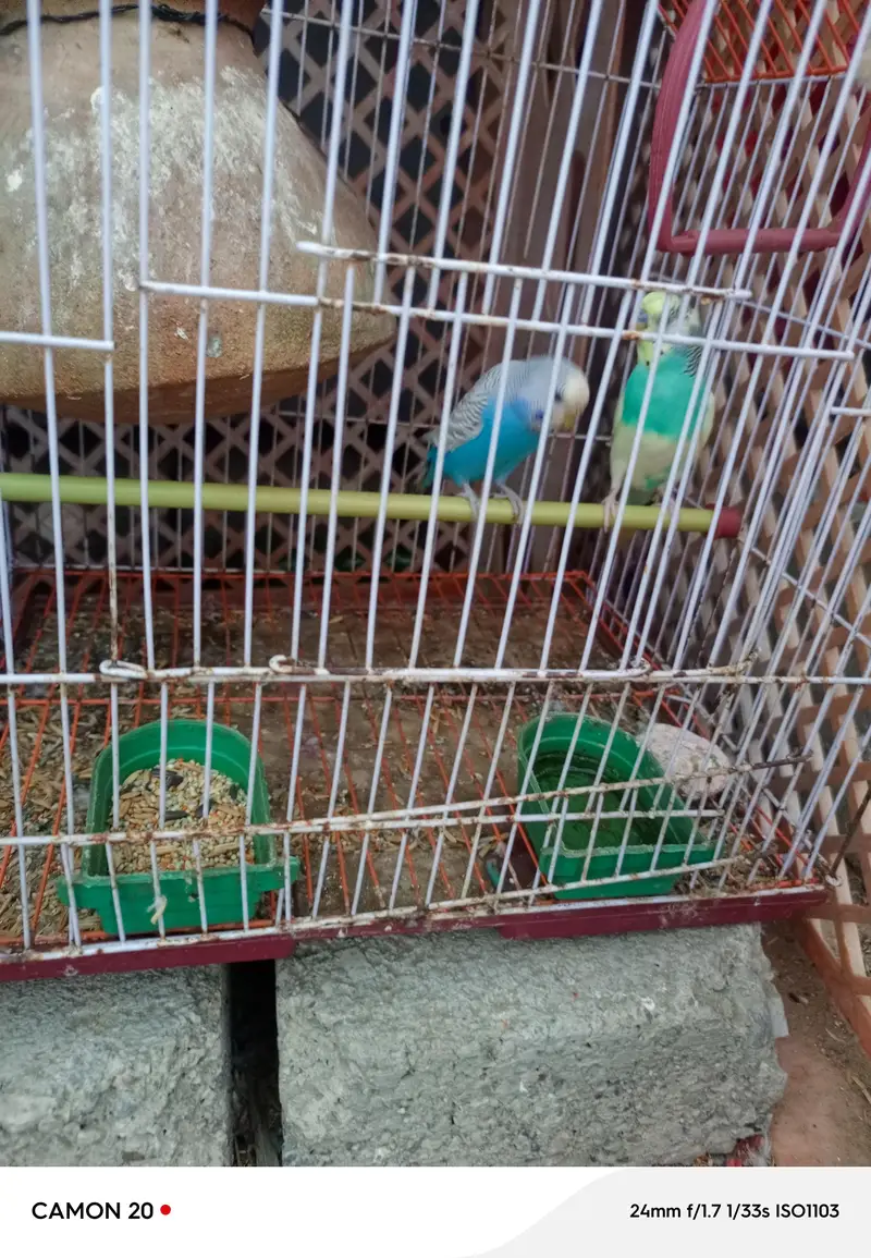 parrots pair for sell  5 parrots — photo 6