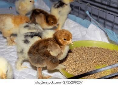 day old chicks dasi