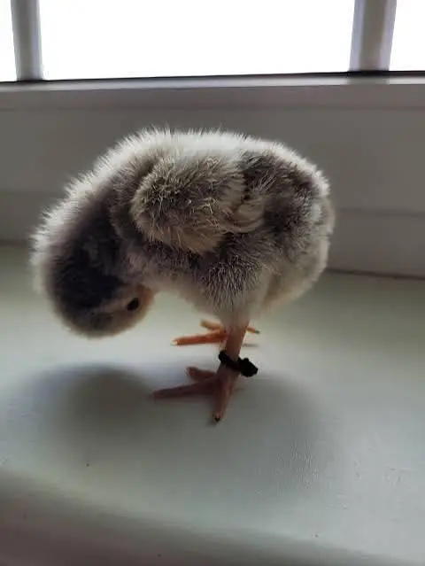 day old chicks dasi — photo 2