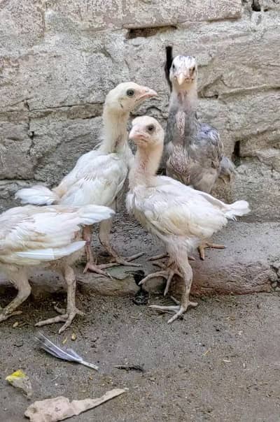 Heera check's for sale location Faisalabad price 1700 piar pec