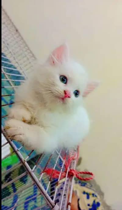 persian kitten for urgent sale
