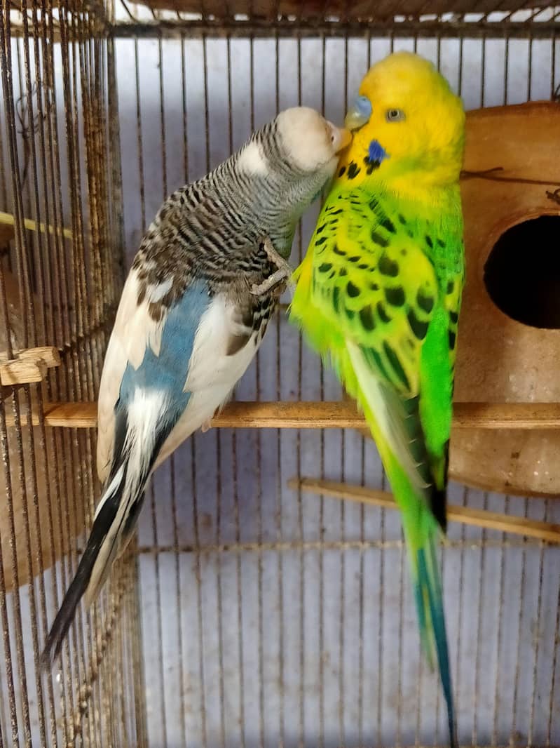Budgies Undersize pair 0