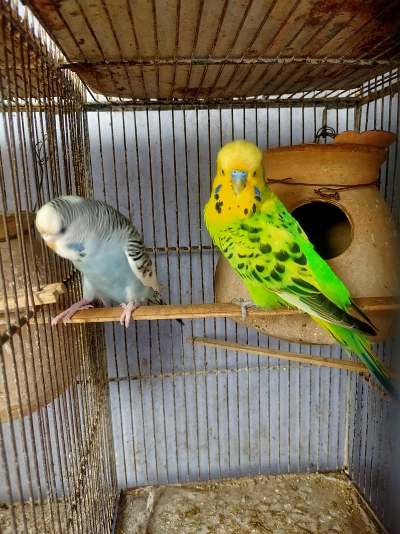 Budgies Undersize pair 1