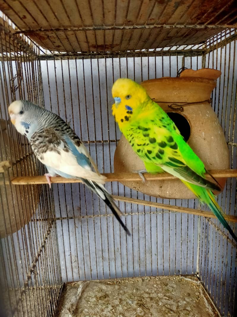Budgies Undersize pair 2