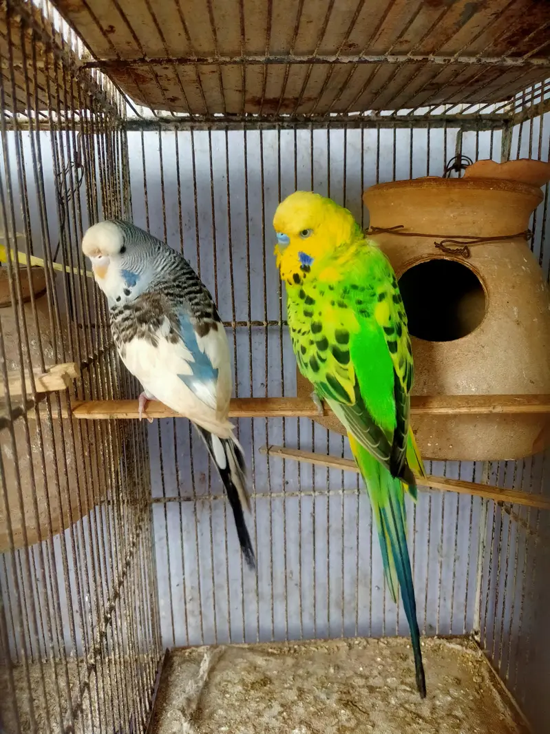 Budgies Undersize pair — photo 4