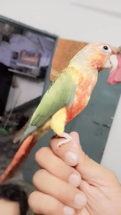 7month green apple male available