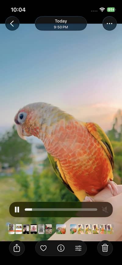 Hand tamed pineapple conure for sale