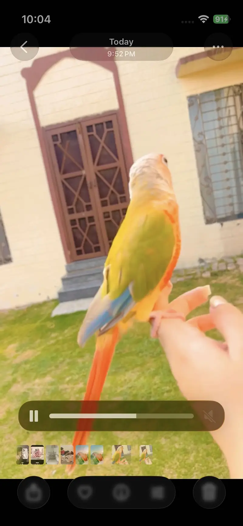 Hand tamed pineapple conure for sale — photo 3
