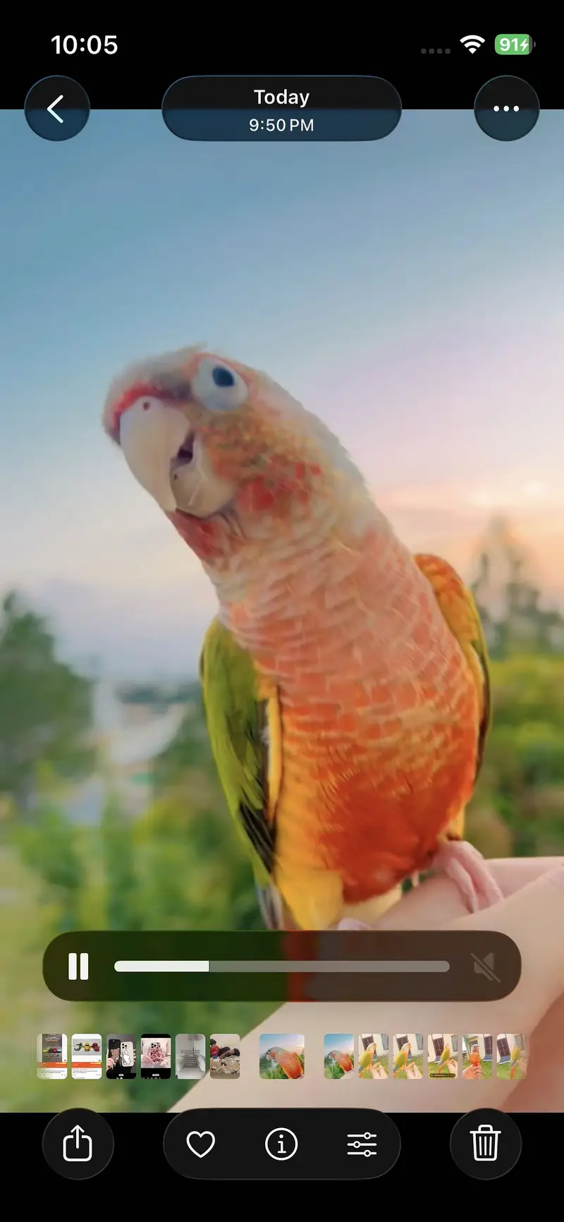 Hand tamed pineapple conure for sale — photo 5