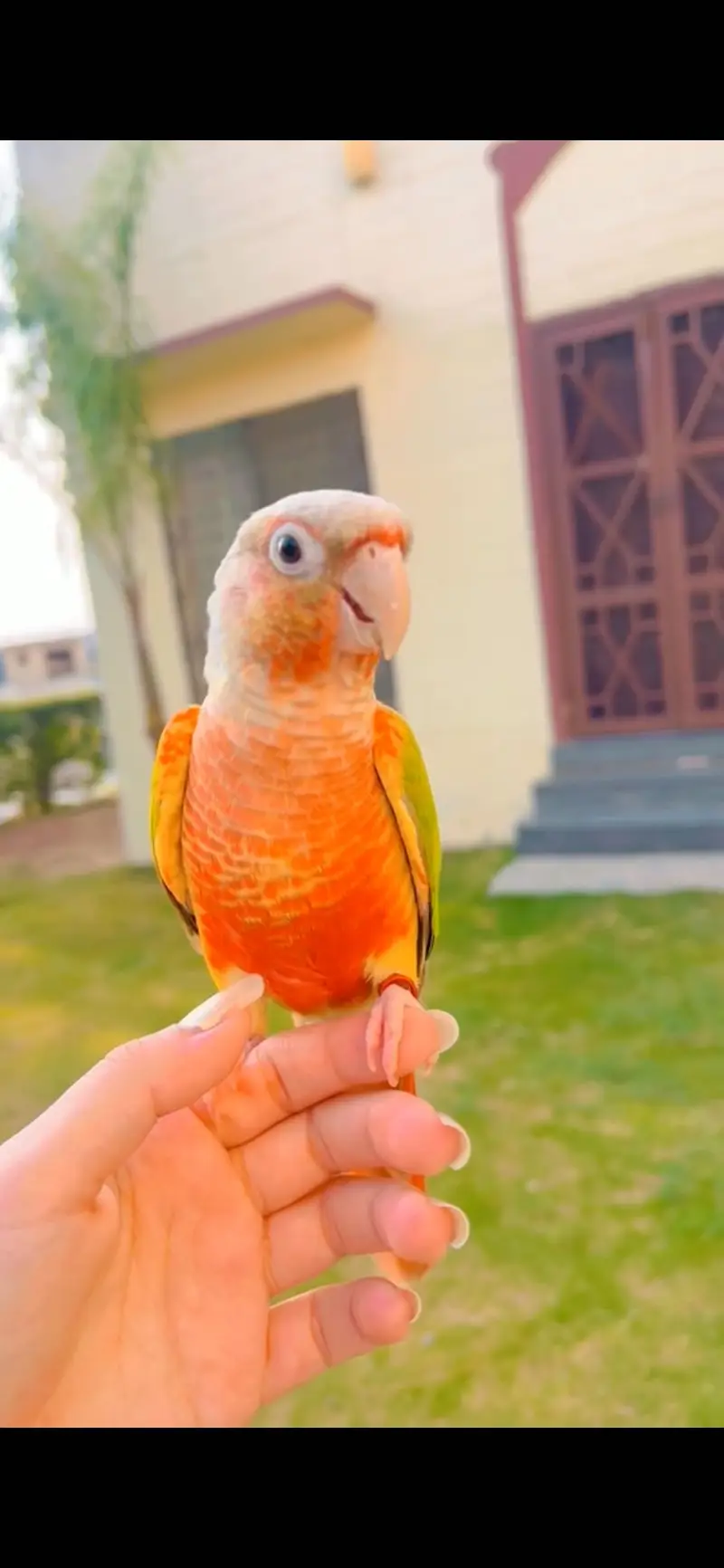Hand tamed pineapple conure for sale — photo 6