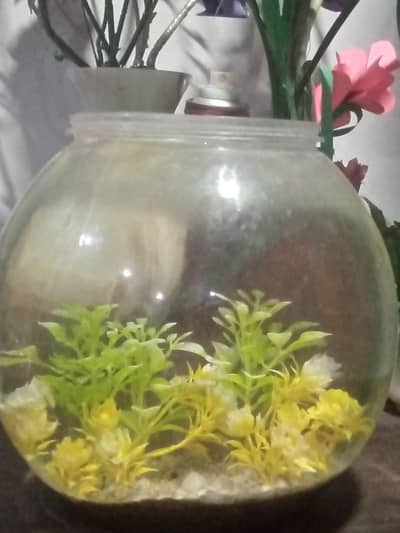 betta fish tank 3.75 gallon