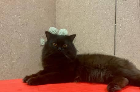 Persian male cat for adoption only affordable family