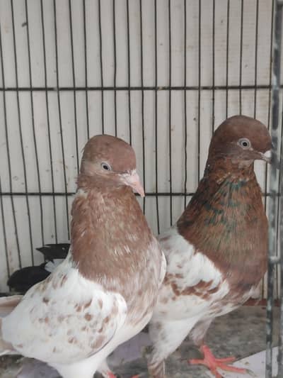 Ambersere pair kabooter